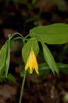 Perfoliate bellwort